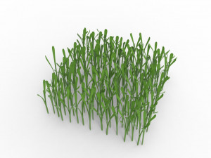 Grass 3Dモデル