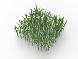 Grass 3Dモデル