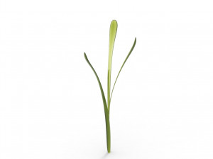 Grass 3Dモデル