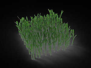 Grass 3Dモデル