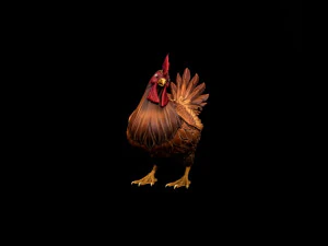 Chicken 3D Model