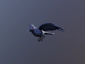 Corvos Modelo 3D