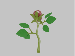 rose 3D मॉडल