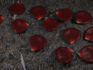 rose petals 3D Model