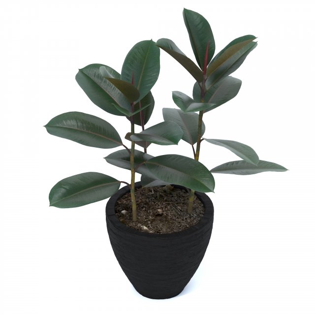 ficus elastica Modèle 3D .c4d .max .obj .3ds .fbx .stl .blend 