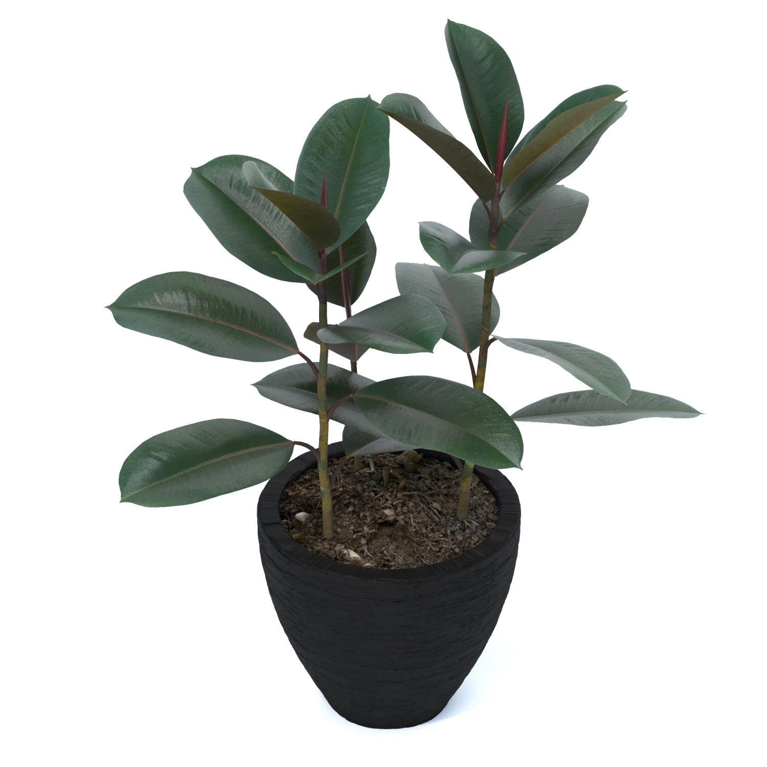 ficus elastica 3D Model .c4d .max .obj .3ds .fbx .stl .blend 