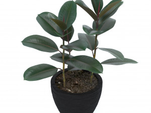 ficus elastica Modèle 3D