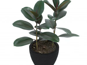 ficus elastica Modelo 3D