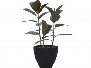 ficus elastica Modèle 3D