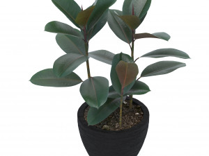 ficus elastica Modèle 3D