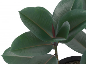 ficus elastica Modèle 3D