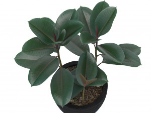 ficus elastica Modèle 3D