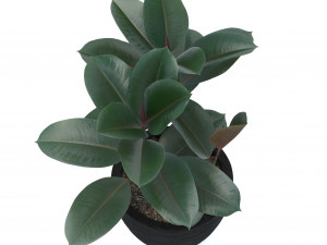 ficus elastica Modèle 3D