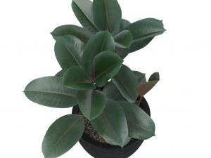 ficus elastica 3D Model