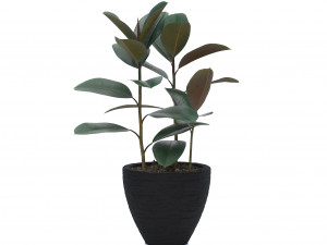 ficus elastica Modèle 3D