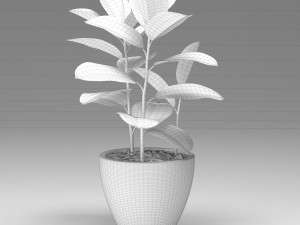 ficus elastica Modèle 3D