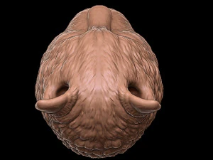 gato Modelo de Impressão 3D