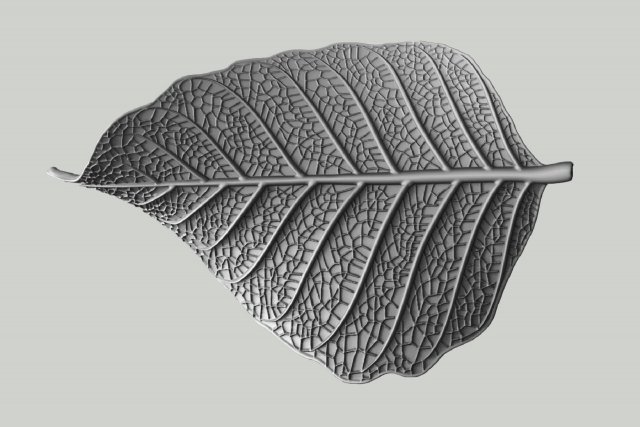 Leaf with vein 3D print model 3D प्रिंट मॉडल .c4d .max .obj .3ds .fbx .stl .blend 