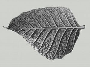 Leaf with vein 3D print model 3D Print Model