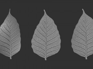 Leaf with vein 3D print model 3D प्रिंट मॉडल