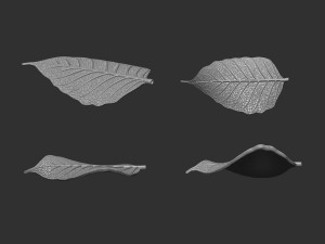 Leaf with vein 3D print model 3D प्रिंट मॉडल