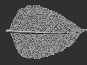 Leaf with vein 3D print model 3D प्रिंट मॉडल