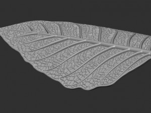 Leaf with vein 3D print model 3D प्रिंट मॉडल