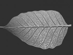 Leaf with vein 3D print model 3D प्रिंट मॉडल