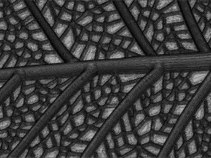 Leaf with vein 3D print model 3D Print Model