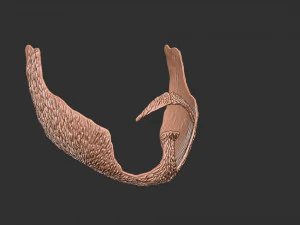 Barba 3 Modelo de Impressão 3D