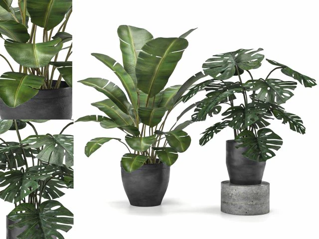 coleção de plantas 5 Modelo 3D .c4d .max .obj .3ds .fbx .stl .blend