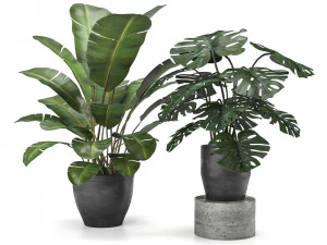 cole&ccedil;&atilde;o de plantas 5 Modelo 3D