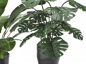 plant collection 5 Modèle 3D