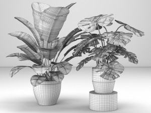 plant collection 5 Modèle 3D