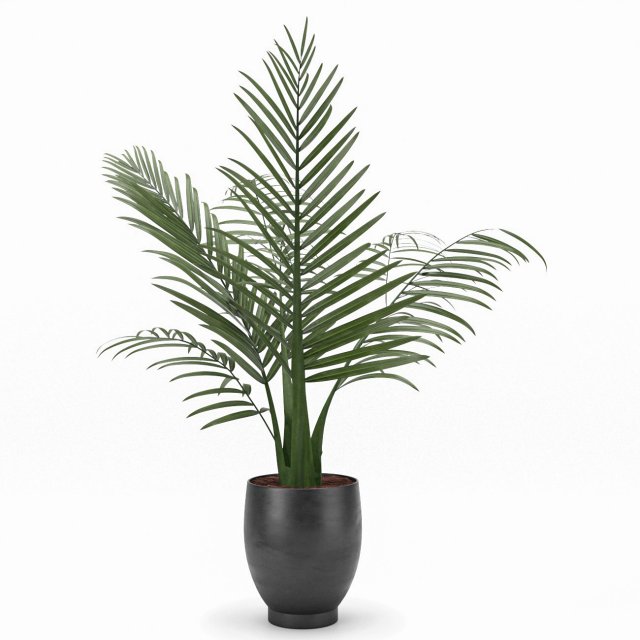 kentai plant Modelo 3D .c4d .max .obj .3ds .fbx .stl .blend 