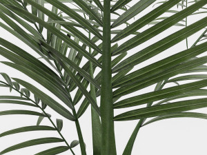kentai plant Modelo 3D