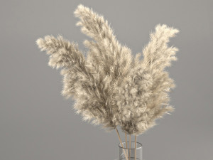 dry plant 3 in glass vase Modelo 3D