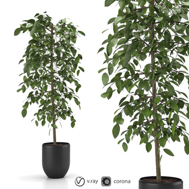 indoor and outdoor benjamina plant 8 3D 模型 .c4d .max .obj .3ds .fbx .stl .blend 