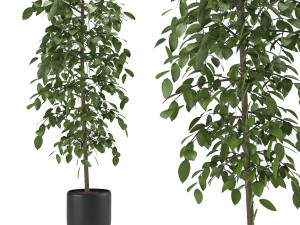 indoor and outdoor benjamina plant 8 3Dモデル