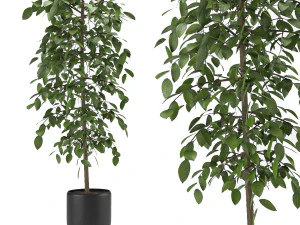 planta benjamina interna e externa 8 Modelo 3D