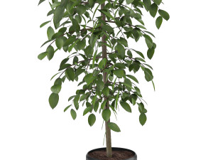 indoor and outdoor benjamina plant 8 3D 模型
