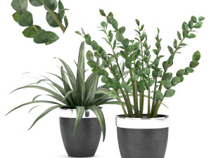 plant collection 9 Model 3D