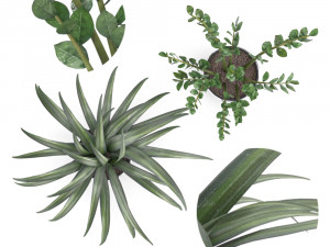 plant collection 9 Modello 3D