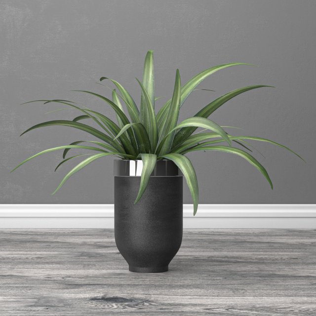 Indoor and outdoor spider plant Modelo 3D .c4d .max .obj .3ds .fbx .stl .blend 
