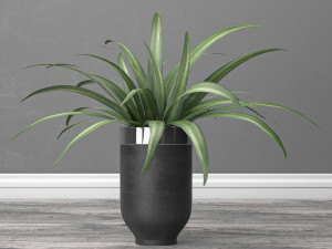 Indoor and outdoor spider plant 3Dモデル