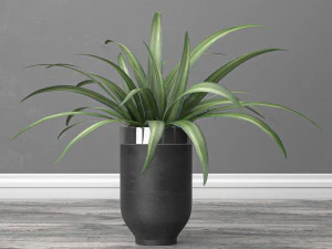 Planta aranha interna e externa Modelo 3D