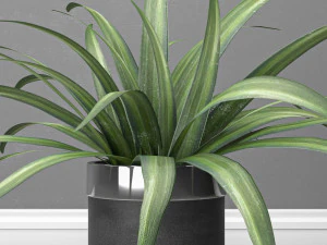 Indoor and outdoor spider plant 3D Model