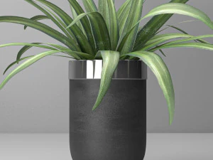 Indoor and outdoor spider plant 3D Model