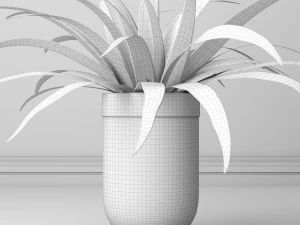 Indoor and outdoor spider plant 3D Model