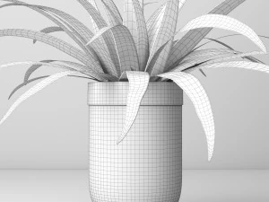 Indoor and outdoor spider plant 3D Model